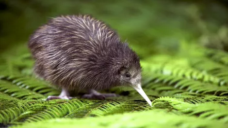 Baby kiwi