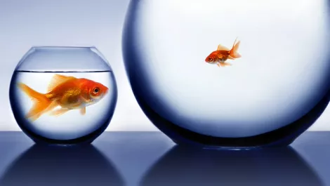 Img fishbowl 540x360