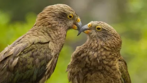 Kea3