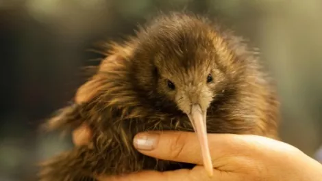 Kiwi