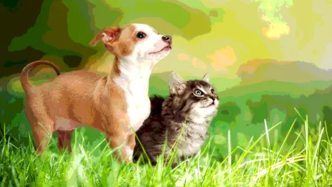 Doggokitter