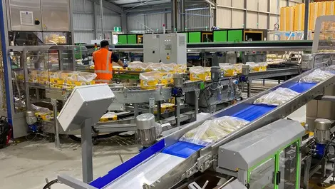 MAF Roda NZ automation graduates flag retention pressures